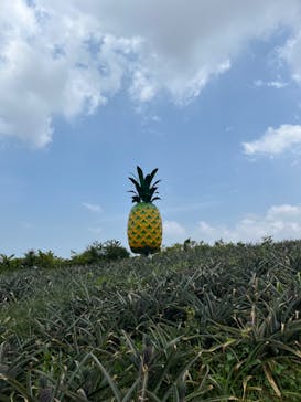 ナゴパイナップルパークに投稿された画像（2023/6/5）