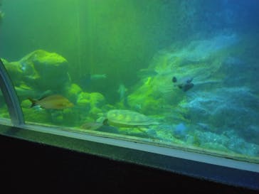 串本海中公園水族館に投稿された画像（2023/6/5）