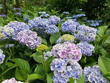 横浜イングリッシュガーデンに投稿された画像（2023/6/5）