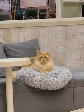 猫カフェモカ　町田ジョルナ店に投稿された画像（2023/6/5）