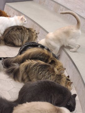 猫カフェモカ　町田ジョルナ店に投稿された画像（2023/6/5）