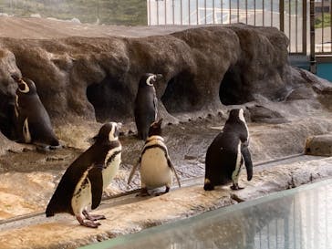 しながわ水族館に投稿された画像（2023/6/5）