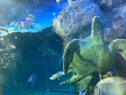 しながわ水族館に投稿された画像（2023/6/5）