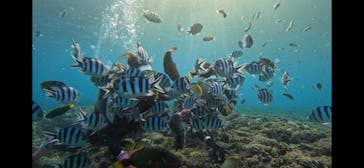 青の洞窟専門店　沖縄ダイビングショップ和に投稿された画像（2023/6/5）