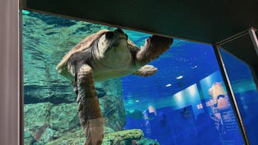 名古屋港水族館に投稿された画像（2023/6/5）