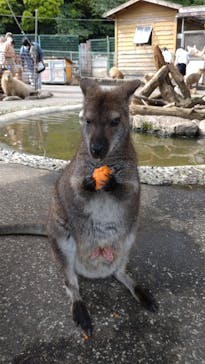 伊豆アニマルキングダムに投稿された画像（2023/6/5）