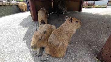 伊豆アニマルキングダムに投稿された画像（2023/6/5）