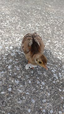 伊豆アニマルキングダムに投稿された画像（2023/6/5）