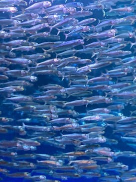 登別マリンパークニクスに投稿された画像（2023/6/5）