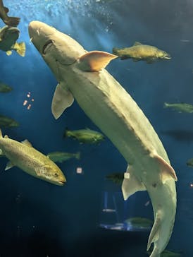 サケのふるさと 千歳水族館に投稿された画像（2023/6/5）