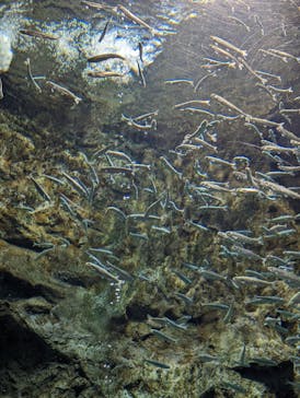 サケのふるさと 千歳水族館に投稿された画像（2023/6/5）