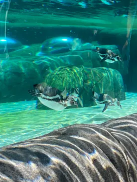 天王寺動物園に投稿された画像（2023/6/5）