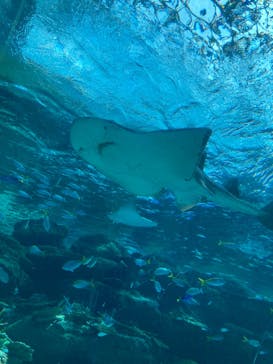 名古屋港水族館に投稿された画像（2023/6/5）