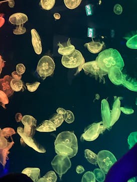 名古屋港水族館に投稿された画像（2023/6/5）