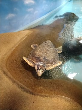 マリンワールド海の中道に投稿された画像（2023/6/5）