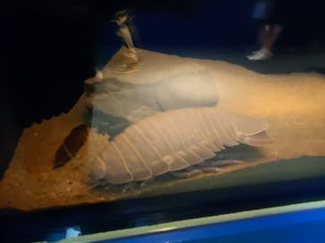 名古屋港水族館に投稿された画像（2023/6/6）