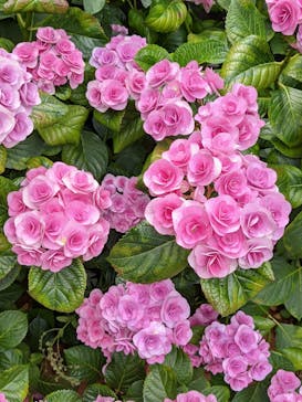 横浜イングリッシュガーデンに投稿された画像（2023/6/6）