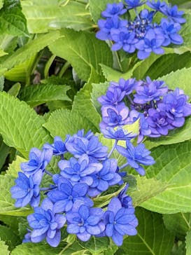 横浜イングリッシュガーデンに投稿された画像（2023/6/6）