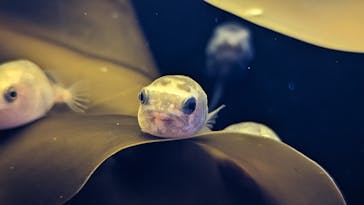 環境水族館アクアマリンふくしまに投稿された画像（2023/6/6）