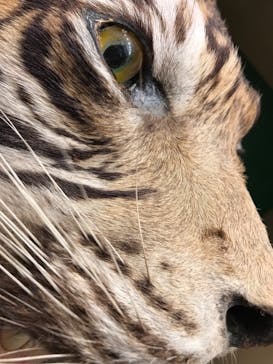 国立科学博物館に投稿された画像（2023/6/6）