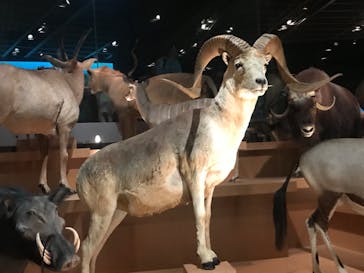 国立科学博物館に投稿された画像（2023/6/6）