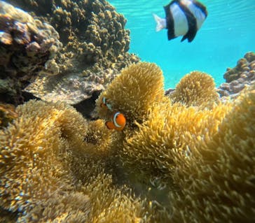 宮古島 ADVENTURE PiPi（ミヤコジマ アドベンチャー ピピ）に投稿された画像（2023/6/6）