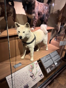 国立科学博物館に投稿された画像（2023/6/6）