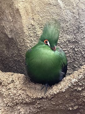 那須どうぶつ王国に投稿された画像（2023/6/6）