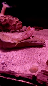 名古屋港水族館に投稿された画像（2023/6/6）