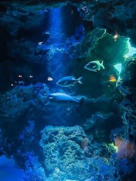 サンシャイン水族館に投稿された画像（2023/6/6）