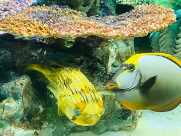 サンシャイン水族館に投稿された画像（2023/6/6）