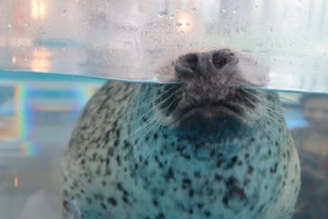 京都鉄道博物館×京都水族館に投稿された画像（2023/6/6）