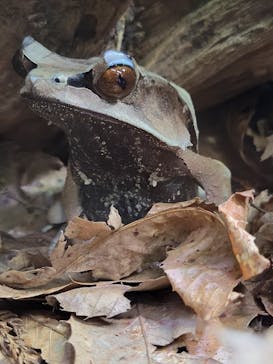 体感型カエル館KawaZooに投稿された画像（2023/6/6）