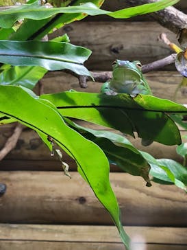 体感型カエル館KawaZooに投稿された画像（2023/6/6）