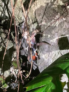 宮古島 ADVENTURE PiPi（ミヤコジマ アドベンチャー ピピ）に投稿された画像（2023/6/6）