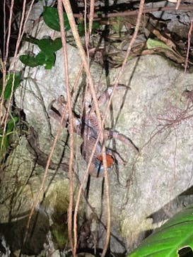 宮古島 ADVENTURE PiPi（ミヤコジマ アドベンチャー ピピ）に投稿された画像（2023/6/6）