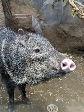 神戸どうぶつ王国に投稿された画像（2023/6/6）
