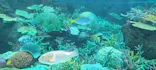 名古屋港水族館に投稿された画像（2023/6/7）