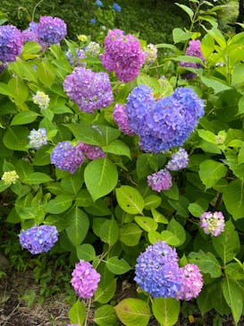 わんダフルネイチャーヴィレッジに投稿された画像（2023/6/6）