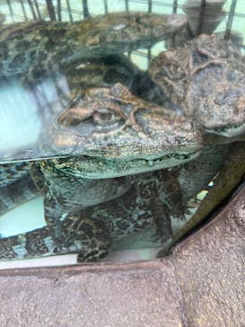 熱川バナナワニ園に投稿された画像（2023/6/6）