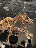 特別展「恐竜博2023」に投稿された画像（2023/6/7）