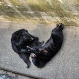 奥飛騨クマ牧場に投稿された画像（2023/6/7）