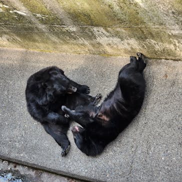 奥飛騨クマ牧場に投稿された画像（2023/6/7）