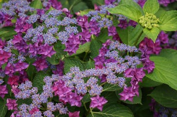 横浜イングリッシュガーデンに投稿された画像（2023/6/7）