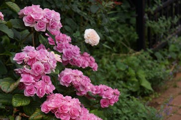 横浜イングリッシュガーデンに投稿された画像（2023/6/7）