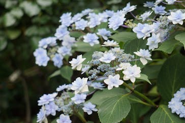 横浜イングリッシュガーデンに投稿された画像（2023/6/7）