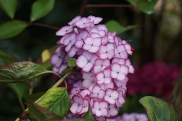 横浜イングリッシュガーデンに投稿された画像（2023/6/7）