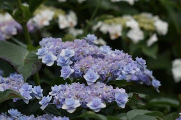 横浜イングリッシュガーデンに投稿された画像（2023/6/7）