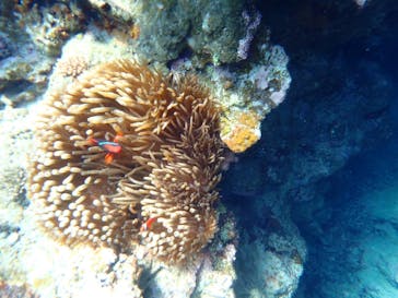 石垣島 ADVENTURE PiPi（イシガキジマアドベンチャーピピ）に投稿された画像（2023/6/7）