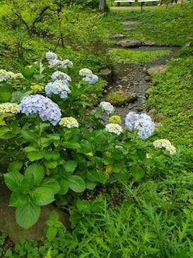 三溪園に投稿された画像（2023/6/7）